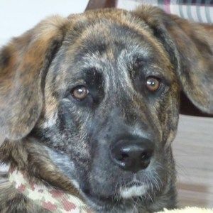 Meet your Posher, Patchouli